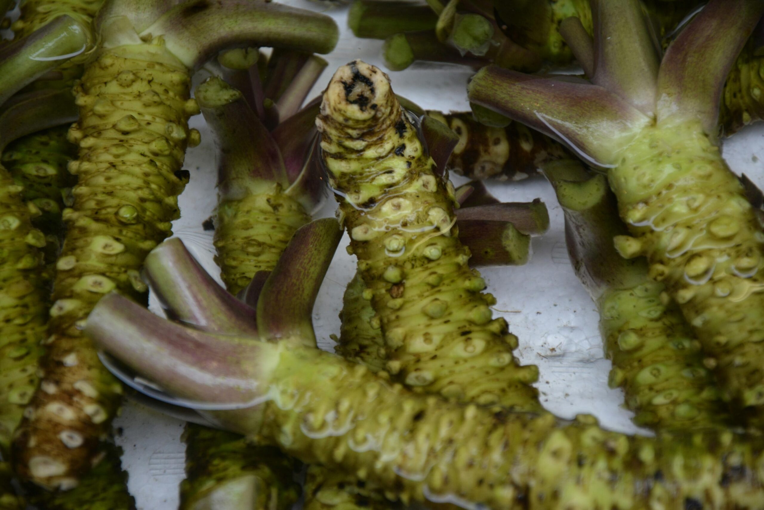 This close-up view presents a cluster of fresh wasabi roots, characterized by their distinctively knobby, pale green skin and cut stems. The rhizomes appear wet and rugged, showcasing the raw form of the spicy plant before it is prepared for serving.