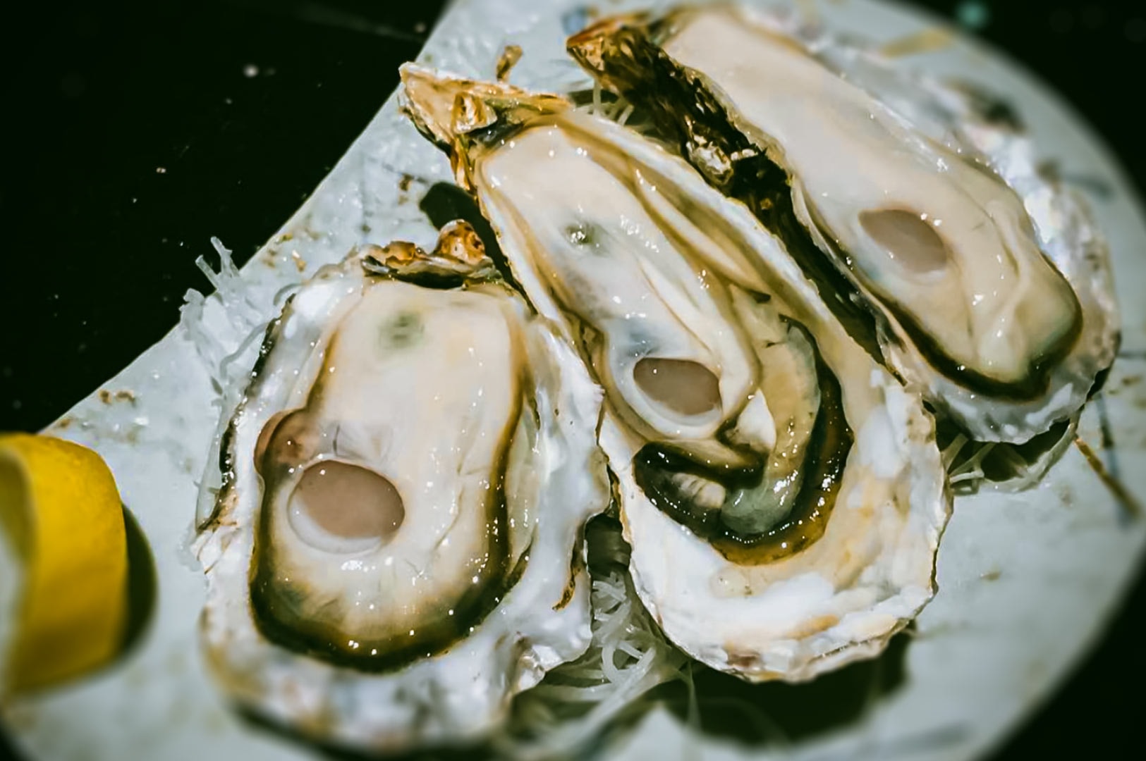 Close-up of fresh oysters on shredded radish with lemon.