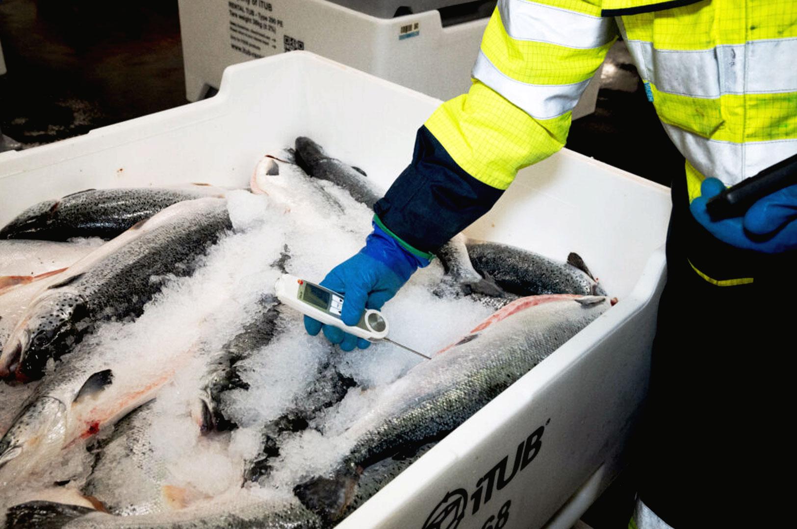 Cold chain seafood inspection of imported salmon for sashimi-grade Japanese food safety standards in Singapore
